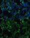 Eukaryotic translation initiation factor 1A, X-chromosomal antibody, GTX33170, GeneTex, Immunofluorescence image 