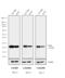 Mouse IgG Fab antibody, 31324, Invitrogen Antibodies, Western Blot image 