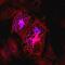 BSCL2 Lipid Droplet Biogenesis Associated, Seipin antibody, PA5-47922, Invitrogen Antibodies, Immunocytochemistry image 