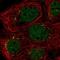 Microfibril Associated Protein 3 antibody, NBP2-55417, Novus Biologicals, Immunofluorescence image 