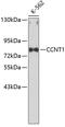 Cyclin-T antibody, 13-337, ProSci, Western Blot image 