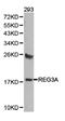 Regenerating Family Member 3 Alpha antibody, LS-C193064, Lifespan Biosciences, Western Blot image 