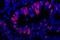 IgG-heavy and light chain antibody, A50-200D4, Bethyl Labs, Immunofluorescence image 