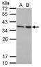 Family With Sequence Similarity 192 Member A antibody, NBP2-19543, Novus Biologicals, Western Blot image 