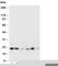 Heat shock protein beta-2 antibody, R30900, NSJ Bioreagents, Western Blot image 