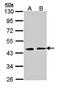 Polycomb protein EED antibody, orb73985, Biorbyt, Western Blot image 