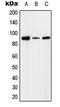  antibody, GTX55153, GeneTex, Western Blot image 