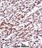 Mov10 RISC Complex RNA Helicase antibody, abx028426, Abbexa, Immunohistochemistry frozen image 