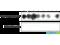 Microtubule Affinity Regulating Kinase 1 antibody, SPC-1018D-RPE, StressMarq, Dot Blot image 