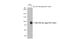 Hypoxia-inducible factor 3-alpha antibody, GTX130988, GeneTex, Western Blot image 