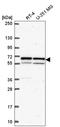 Karyopherin Subunit Alpha 1 antibody, HPA063426, Atlas Antibodies, Western Blot image 