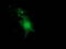 Nudix Hydrolase 6 antibody, TA502394, Origene, Immunofluorescence image 