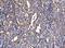 60S ribosomal protein L32 antibody, A06487-1, Boster Biological Technology, Immunohistochemistry paraffin image 