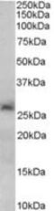 Sirtuin 3 antibody, MBS421123, MyBioSource, Western Blot image 