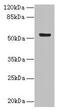 DENN Domain Containing 2D antibody, CSB-PA887987LA01HU, Cusabio, Western Blot image 