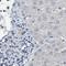 PHIP antibody, NBP2-33886, Novus Biologicals, Immunohistochemistry frozen image 