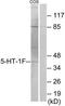 5-Hydroxytryptamine Receptor 1F antibody, TA314039, Origene, Western Blot image 