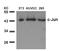 Jun Proto-Oncogene, AP-1 Transcription Factor Subunit antibody, 79-254, ProSci, Western Blot image 