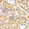 Protein Kinase AMP-Activated Non-Catalytic Subunit Gamma 3 antibody, A7470, ABclonal Technology, Immunohistochemistry paraffin image 