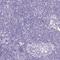 Myosin VI antibody, HPA035483, Atlas Antibodies, Immunohistochemistry paraffin image 