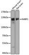 NEDD4 Binding Protein 1 antibody, A14094, ABclonal Technology, Western Blot image 