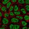 Zinc Finger Protein 709 antibody, PA5-65412, Invitrogen Antibodies, Immunofluorescence image 