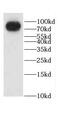 Coiled-Coil Alpha-Helical Rod Protein 1 antibody, FNab01375, FineTest, Western Blot image 