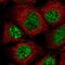 Serine And Arginine Repetitive Matrix 1 antibody, NBP2-13381, Novus Biologicals, Immunocytochemistry image 