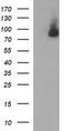 Junctophilin 2 antibody, TA507005, Origene, Western Blot image 