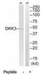 Dickkopf WNT Signaling Pathway Inhibitor 3 antibody, TA326106, Origene, Western Blot image 