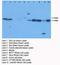 XIAP Associated Factor 1 antibody, LS-C172000, Lifespan Biosciences, Western Blot image 
