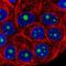 NOP16 Nucleolar Protein antibody, HPA058147, Atlas Antibodies, Immunofluorescence image 