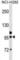 Golgin A6 Family Member B antibody, abx030719, Abbexa, Western Blot image 