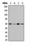 Akt antibody, orb393204, Biorbyt, Western Blot image 
