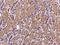 Zinc Finger Protein 799 antibody, 204451-T08, Sino Biological, Immunohistochemistry frozen image 
