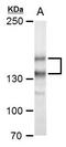Sperm-associated antigen 5 antibody, PA5-35986, Invitrogen Antibodies, Western Blot image 