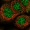 Enhancer Of Polycomb Homolog 2 antibody, HPA036759, Atlas Antibodies, Immunocytochemistry image 