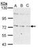 Serine/threonine-protein kinase Nek8 antibody, NBP1-33331, Novus Biologicals, Western Blot image 