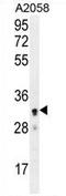 UBX Domain Protein 2A antibody, AP54450PU-N, Origene, Western Blot image 