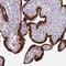 Zinc Finger Protein 720 antibody, NBP1-86224, Novus Biologicals, Immunohistochemistry paraffin image 