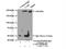 CAD protein antibody, 16617-1-AP, Proteintech Group, Immunoprecipitation image 
