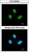 RNA Polymerase II Subunit B antibody, GTX102535, GeneTex, Immunocytochemistry image 