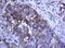 Armadillo Repeat Containing 1 antibody, TA505388, Origene, Immunohistochemistry paraffin image 