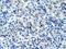 Cell Division Cycle 25B antibody, 31-038, ProSci, Immunohistochemistry frozen image 
