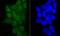 SWI/SNF Related, Matrix Associated, Actin Dependent Regulator Of Chromatin Subfamily C Member 1 antibody, A03303-1, Boster Biological Technology, Immunocytochemistry image 