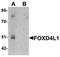 Forkhead Box D4 Like 1 antibody, orb75726, Biorbyt, Western Blot image 