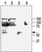 Potassium Calcium-Activated Channel Subfamily N Member 4 antibody, TA328961, Origene, Western Blot image 