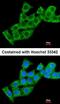 Calcineurin Like EF-Hand Protein 1 antibody, orb69922, Biorbyt, Immunofluorescence image 