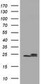 NADH:Ubiquinone Oxidoreductase Subunit B10 antibody, CF505129, Origene, Western Blot image 