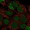 Ladybird Homeobox 1 antibody, NBP2-55646, Novus Biologicals, Immunofluorescence image 